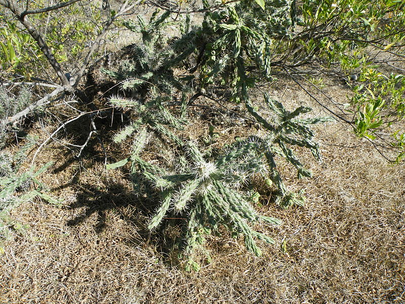 File:Cylindropuntia tunicata (5766106210).jpg