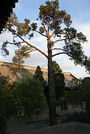 Cypress tree in Bai Lin Temple.jpg