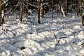 * Nomination Snow-covered plants in the Neusträßer Bruch in the Börnste hamlet in Kirchspiel, Dülmen, North Rhine-Westphalia, Germany --XRay 04:39, 26 March 2021 (UTC) * Promotion  Support Good quality -- Johann Jaritz 04:51, 26 March 2021 (UTC)