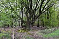 Derselbe Baum einige Jahre früher.