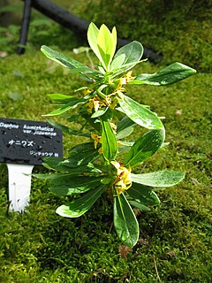 <i>Daphne kamtschatica</i> Species of shrub