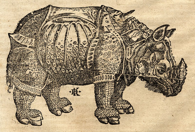 File:David Kandel - Rhinoceros.jpeg