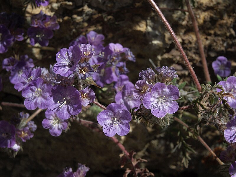 File:Death Valley phacelia, Phacelia vallis-mortae (15516321716).jpg