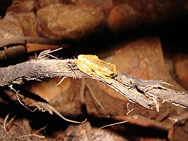 Dendropsophus cruzi