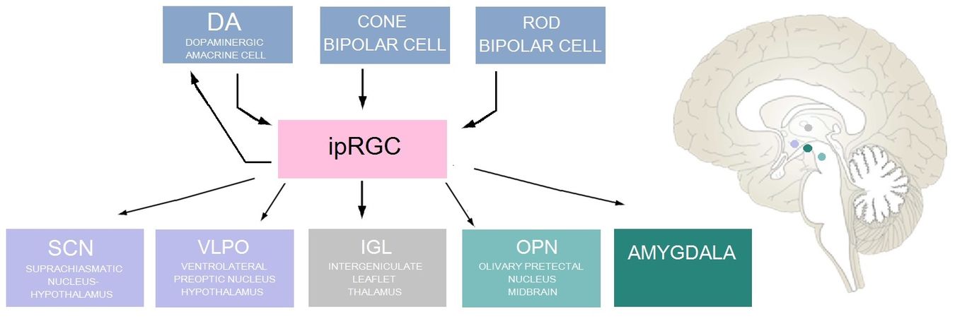 Synaptic inputs and outputs of ipRGCs and their corresponding location in the brain Diagram of inputs and outputs of ipRGC 1.jpg