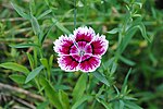 Thumbnail for Dianthus chinensis
