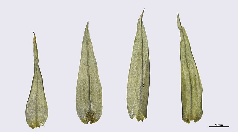 File:Dicranum bonjeanii (c, 144747-474814) 6717.JPG