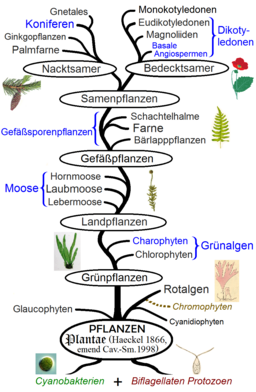 Die Phylogenie der Pflanzen