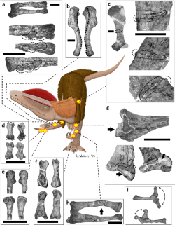 Paleopathologies in bones of a Dilophosaurus specimen, plotted onto a life restoration Dilophosaurus pathologies.PNG