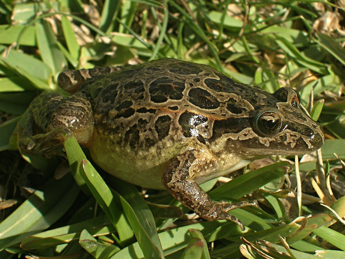 Rã-de-focinho-pontiagudo