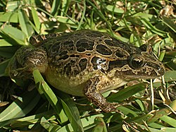 Ibērijas plankumainā varde (Discoglossus galganoi)