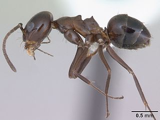 <i>Dorymyrmex bituber</i> Species of ant