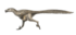Dromaeosaurus Restoration.png