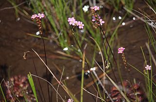 <i>Drosera tokaiensis</i> Species of carnivorous plant