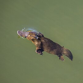 Duck-billed platypus (Ornithorhynchus anatinus) surfacing Scottsdale.jpg