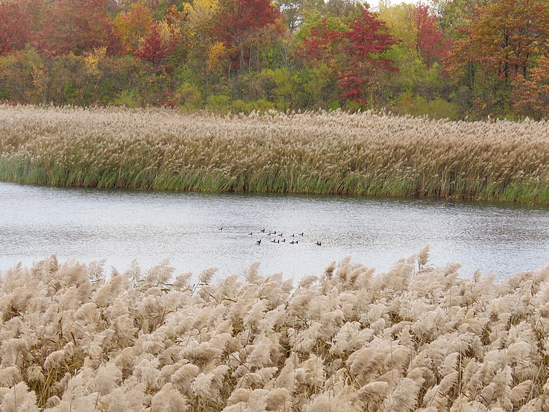 File:Ducks at the Ridgewood Reservoir.jpg