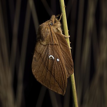 Euthrix potatoria em Pärnu, Estônia. Essa mariposa acabou de sair da pupa e abriu suas asas. Este é um caso raro em que a mariposa fêmea tem a cor do macho. A sua área de distribuição estende-se por toda a Europa, excluindo o extremo norte e o Mediterrâneo, e estende-se para leste até ao Japão. As fêmeas põem seus ovos individualmente ou em cachos nas gramíneas. As lagartas também são noturnas, mas também ficam no topo da grama durante o dia. Consomem regularmente gotas de água, por isso estas mariposas também são chamadas de bebedoras. (definição 3 419 × 3 419)