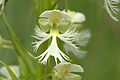 Platanthera leucophaea