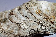 Eastern oyster shell, close.jpg