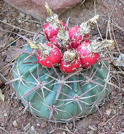 Echinocactus texensis s plodovima