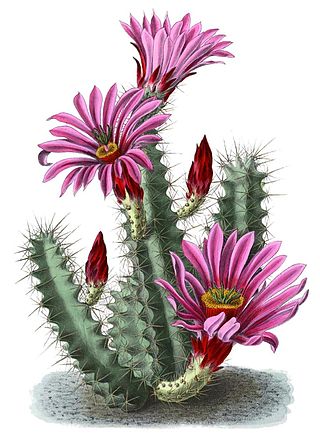 <i>Echinocereus enneacanthus</i> Species of plant