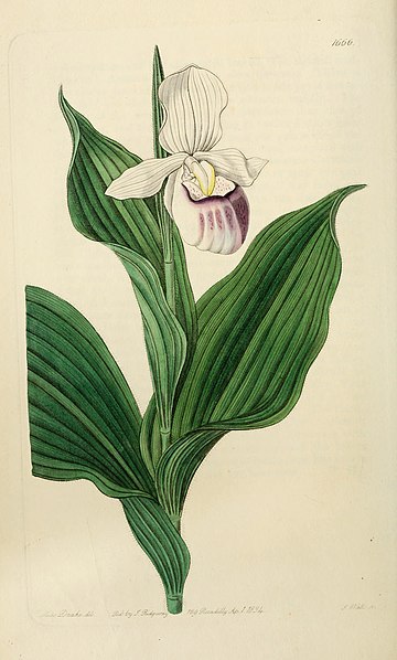 File:Edwards' botanical register, or, Ornamental flower-garden and shrubbery .. (1829-1847) (20984806938).jpg