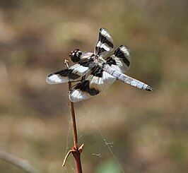 Libellula forensis