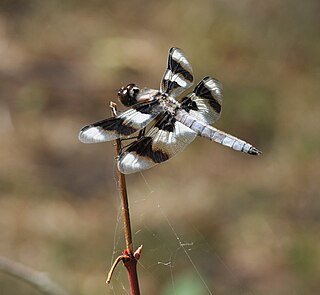 Eight-spotted skimmer Species of dragonfly