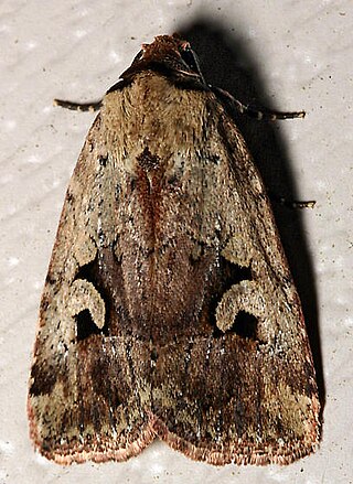 <i>Elaphria festivoides</i> Species of moth