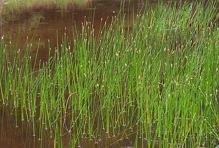 Eleocharis_palustris