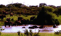 Elephant at Longone Pan Eles longone.jpg