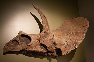 <i>Eotriceratops</i> Extinct genus of dinosaurs