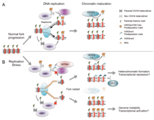 Epigenetic consequences of nucleosome reassembly defects at stalled replication forks Epigenetic consequences of nucleosome reassembly defects at stalled replication forks.png