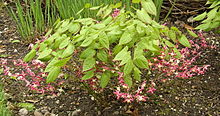 Epimedium x rubrum 10. 5. 2013.jpg