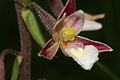 Květ kruštíku bahenního s dobře patrným sloupkem (gynostemiem)