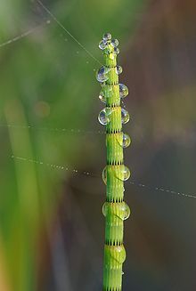 Equisetum fluviatile, from the Equisetopsida (horsetails) Equisetum fluviatile Luc Viatour.jpg