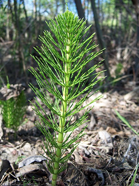 File:Equisetum telmateia 3.jpg