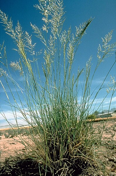 File:Eragrostis curvula NRCS-1.jpg