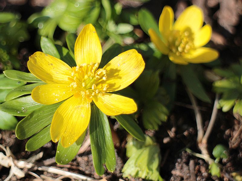 File:Eranthis hyemalis (winterakoniet).jpg