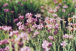 floranta Erica tetralix