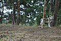 Eska der Tschechoslowakische Wolfhund mit fast eineinhalb Jahren.jpg
