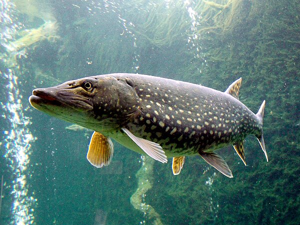 El siguiente día el papá y la mamá Cisne quieren dejar a los polluelos nadar en el agua por primera vez. Pero tendrán que tener en cuenta que en las aguas profundas hay peces grandes que se pueden tragar con facilidad un pequeño cisne.