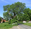 Sweet chestnut in Chemnitz Reichenhain .... 2H1A3199WI.jpg