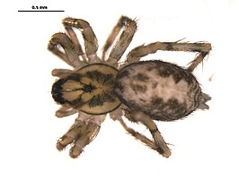 Ethobuella tuonops