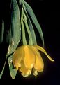 Prosthechea citrina