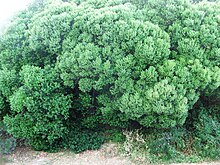 Euclea racemosa - Sea Guarrie tree - Cape Town 1.JPG
