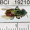 Miniatura para Euglossa gorgonensis