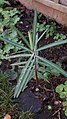 Euphorbia lathyris 105051958.jpg