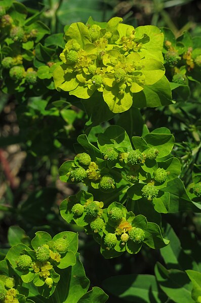 File:Euphorbia verrucosa 3 RF.jpg