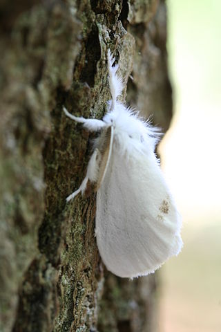 <i>Sphrageidus</i> Genus of moths